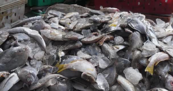 Limandaki Bir Rıhtımda Buzla Karıştırılmış Balık Kütleleri — Stok video