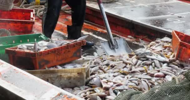Primer Plano Pescador Llenando Las Cajas Con Los Peces Que — Vídeos de Stock