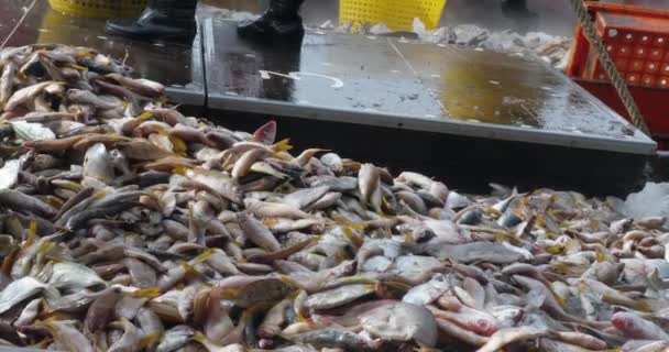 Balıkçı Teknesinin Güvertesine Istiflenmiş Taze Balık Yığını Dizilmeye Hazır — Stok video