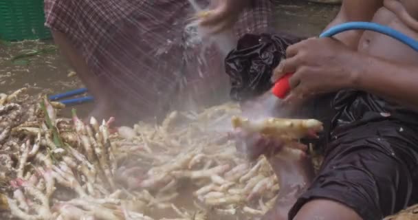 Собранные Корни Имбиря Промываются Чистой Водой Шланга — стоковое видео
