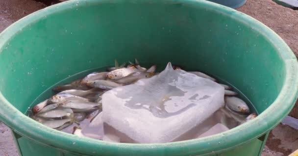 Nahaufnahme Eines Mit Fisch Gefüllten Beckens Mit Einem Stück Eis — Stockvideo