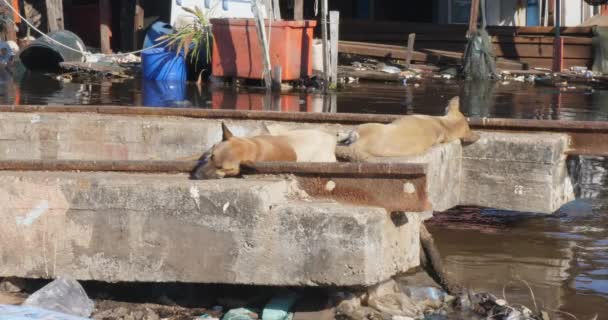 Три Собаки Спят Бетонной Конструкции Посреди Затопленной Рыбацкой Деревни Плавающие — стоковое видео