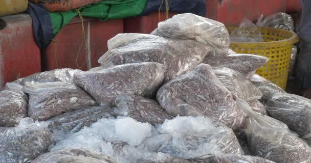 Sluiten Van Stapel Vis Plastic Zakken Ijs Vissen Zijn Vers — Stockvideo