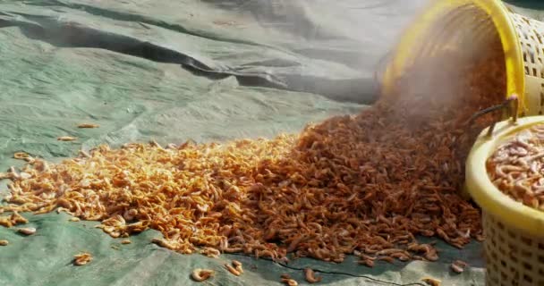 Cerca Una Canasta Plástico Rebosante Camarones Cocidos Inclinado Lado Derramando — Vídeos de Stock