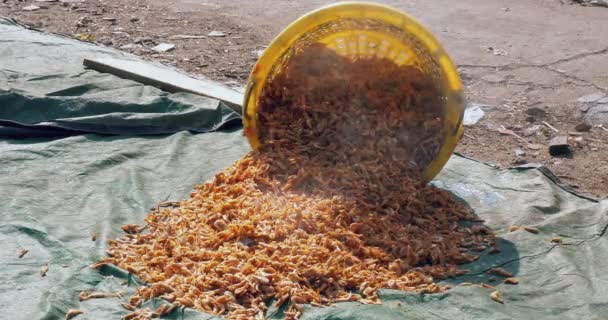 一个塑料篮子的前视图 盛满了煮熟的虾仁 倒在它的侧面 并把里面的东西倒在一块防水油布上 — 图库视频影像