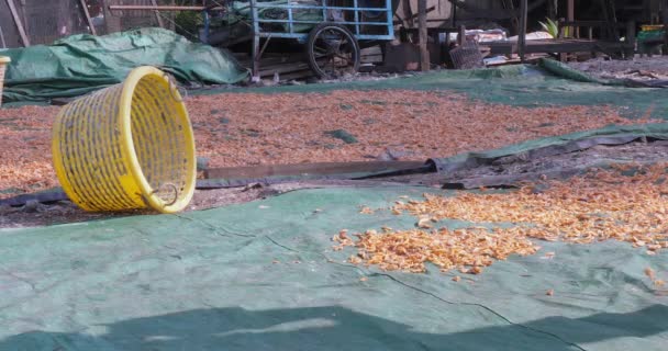太陽の下で乾燥するために防水シートにプラスチックのバスケットから調理されたエビを注ぐ女性 — ストック動画
