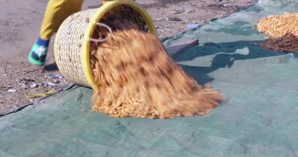 太陽の下で乾燥するために防水シートにプラスチックのバスケットから調理されたエビを注ぐ女性の近く — ストック動画