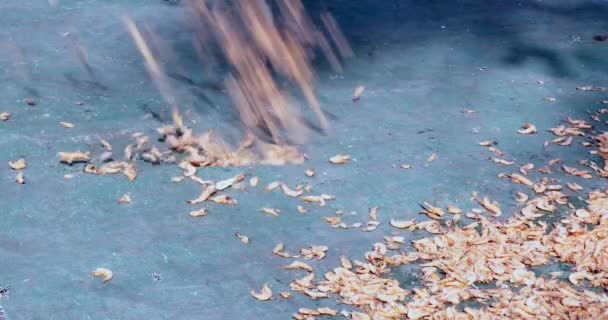 Gros Plan Une Femme Disperse Des Crevettes Cuites Sur Une — Video