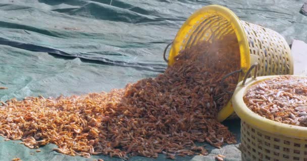Nearby Plastic Basket Overflowing Cooked Shrimps Tipped Its Side Cascading — Stock Video