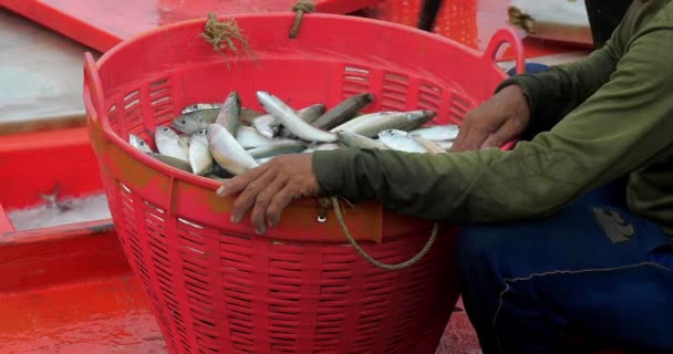 Крупним Планом Рибалка Вивантажує Рибу Великого Прохолодного Рибальському Човні Пластиковий — стокове відео