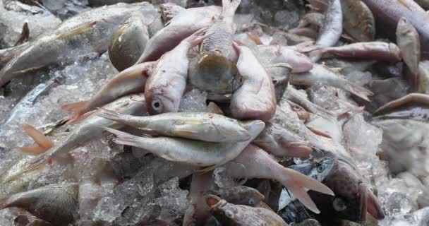 Nahaufnahme Eines Haufens Fisch Auf Einem Bett Aus Eis — Stockvideo