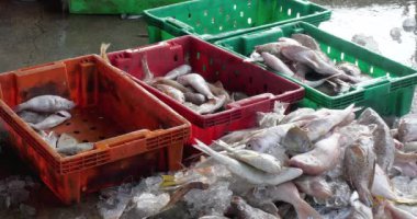  Balıkları bir balıkçı teknesinden boşaltılan balıklardan ayıran ve onları sandıklara koyan bir balıkçıya..