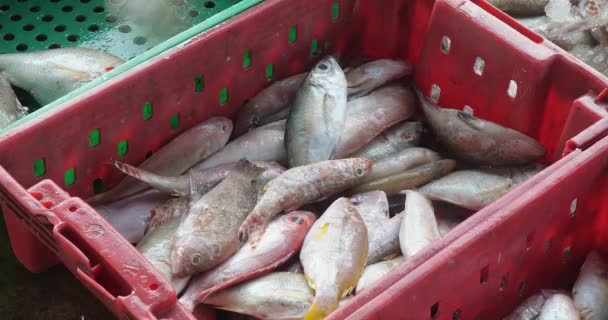 Çeşitli Balıklarla Dolu Kırmızı Plastik Bir Sandığa Yaklaş Stok Video