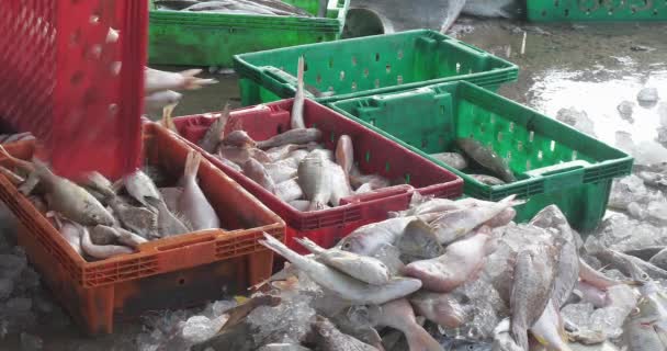 Närbild Fiskare Som Placerar Den Sorterade Fisken Lådor Fiskhandlare Väntar Stockvideo