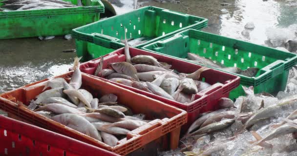 Close View Fisher Sorts Various Fish Large Catch Being Unloaded — Stock Video