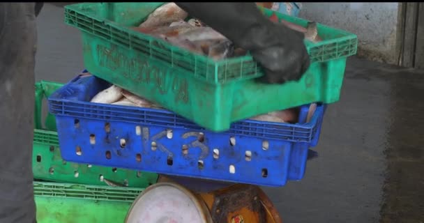 캄보디아 2024 체중계에 겹쳐진 플라스틱 상자의 클로즈업 상자는 물고기로 넘쳐납니다 — 비디오