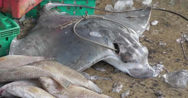 Close Dead Stingray Concrete Surface Fishing Port Stingray Caught Fisherman — Stock Video