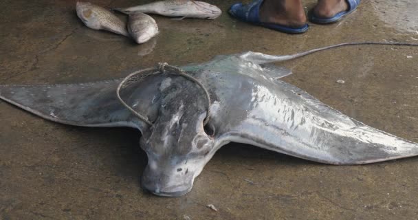 Perto Stingray Morto Uma Superfície Concreta Porto Pesca Esta Raia — Vídeo de Stock