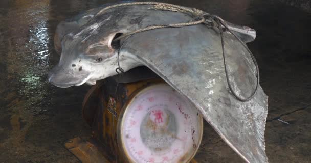 Close Dead Stingray Weight Scale Weighs Kilos — Stock Video