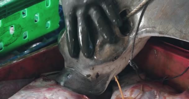 Karavanda Ölü Bir Vatozun Kafasının Yakın Çekimi Vatoz Bir Balıkçı Telifsiz Stok Video