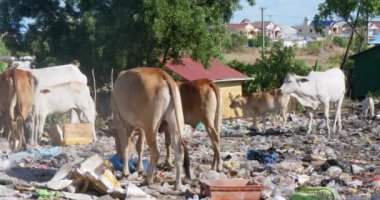  Büyük bir çöp yığını üzerinde otlayan inek sürüsü. Çöp, yiyecek artıkları, plastik torbalar ve diğer enkazların karışımı gibi görünüyor..