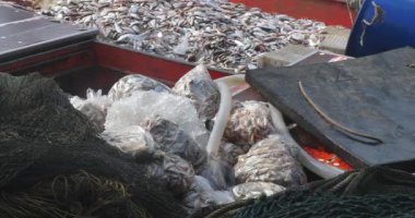 Balıkçı teknesinin güvertesinde içi balık dolu plastik torba yığınını kapat. Bir hortum torbaların üzerine su püskürtüyor. Arka planda bir balık yığını var.