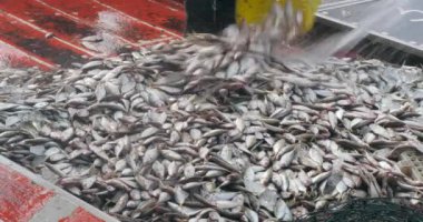 Balıkçının biri balıkları temizlemek için üzerine su dökerken diğeri de balıkçı teknesinin güvertesinde balık topluyor. 