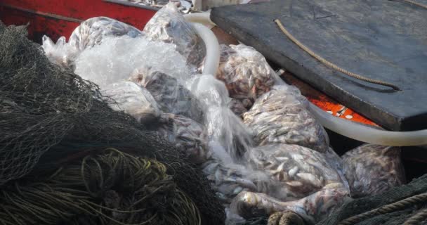 Großaufnahme Eines Haufens Von Plastiktüten Gefüllt Mit Fisch Auf Dem — Stockvideo