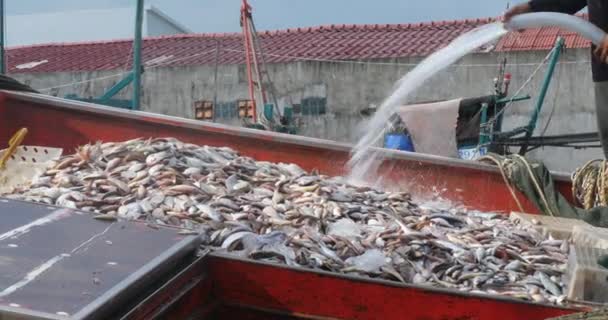 Pescador Derrama Água Sobre Peixes Para Limpá Los Convés Barco — Vídeo de Stock