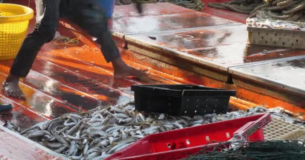 Primer Plano Los Pescadores Que Descargan Cajas Llenas Pescado Recién Metraje De Stock Sin Royalties Gratis