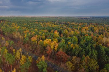 Karışık, kozalaklı yaprak döken bir ormanla kaplı uçsuz bucaksız bir ova. Ortasında bir asfalt yol var. Sonbaharda yapraklar sarı ve kahverengi renktedir. İHA 'dan fotoğraf..