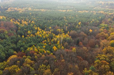 Karışık, kozalaklı yaprak döken bir ormanla kaplı uçsuz bucaksız bir ova. Sonbahar, iğneler yeşil, yapraklar sarı ve kahverengidir. Güneşli bir gün. İHA 'dan fotoğraf..