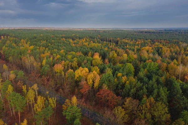 Karışık, kozalaklı yaprak döken bir ormanla kaplı uçsuz bucaksız bir ova. Ortasında bir asfalt yol var. Sonbaharda yapraklar sarı ve kahverengi renktedir. İHA 'dan fotoğraf..