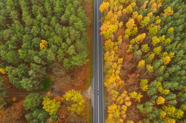 침엽수 나무숲으로 평원이었다 아스팔트 가운데로 가을이 노란색 갈색을 됩니다 — 스톡 사진