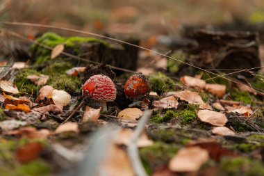 Orman kumu, düşmüş kahverengi yapraklarla kaplanmış yosunlarla kaplanmış. Çerçevenin ortasında iki küçük kırmızı mantar mantarı görebilirsiniz..