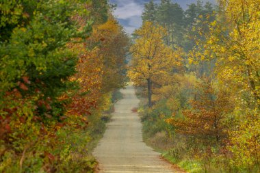 Yapraklı sonbahar ormanı. Yapraklar sarı, kırmızı ve kahverengiye döndü. Ortasında asfaltsız kumlu bir yol var..
