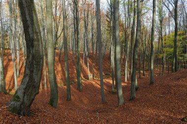 Sonbaharda kayın ormanı. Ağaçların yaprakları yok. Kalın bir kuru kahverengi yaprak tabakası yerde yatıyor..