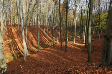 Sonbaharda kayın ormanı. Ağaçların yaprakları yok. Kalın bir kuru kahverengi yaprak tabakası yerde yatıyor..