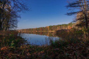 Sonbahar ormanı, ağaçların yaprakları yok. Ağaçların arasında bir orman gölü var, mavi gökyüzü yüzeyine yansıyor, kıyılar kuru otlarla kaplı..