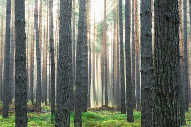 Kasım sabahında uzun çam ormanları. Güneş ışınlarıyla aydınlanan sis ağaçların arasından yükseliyor..