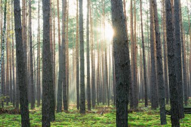 Kasım sabahında uzun çam ormanları. Güneş ışınlarıyla aydınlanan sis ağaçların arasından yükseliyor..