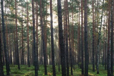 Kasım sabahında uzun çam ormanları. Güneş ışınlarıyla aydınlanan sis ağaçların arasından yükseliyor..