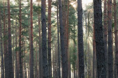 Kasım sabahında uzun çam ormanları. Güneş ışınlarıyla aydınlanan sis ağaçların arasından yükseliyor..