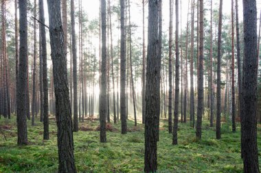 Kasım sabahında uzun çam ormanları. Güneş ışınlarıyla aydınlanan sis ağaçların arasından yükseliyor..
