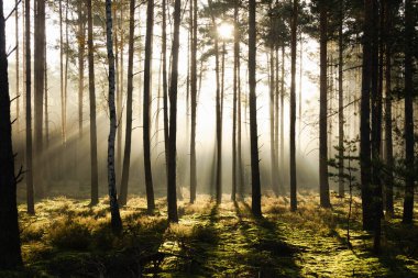 Kasım sabahında uzun çam ormanları. Güneş ışınlarıyla aydınlanan sis ağaçların arasından yükseliyor..