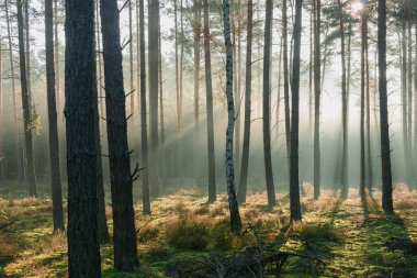 Kasım sabahında uzun çam ormanları. Güneş ışınlarıyla aydınlanan sis ağaçların arasından yükseliyor..