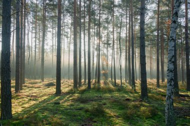 Kasım sabahında uzun çam ormanları. Güneş ışınlarıyla aydınlanan sis ağaçların arasından yükseliyor..