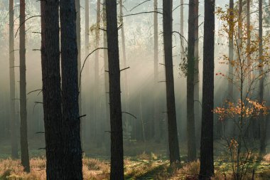Kasım sabahında uzun çam ormanları. Güneş ışınlarıyla aydınlanan sis ağaçların arasından yükseliyor..