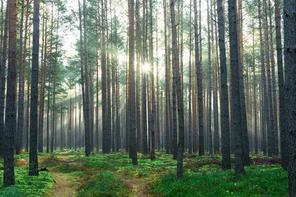 stock image Tall pine forest on a November morning. Fog lit by the sun's rays is rising between the trees.