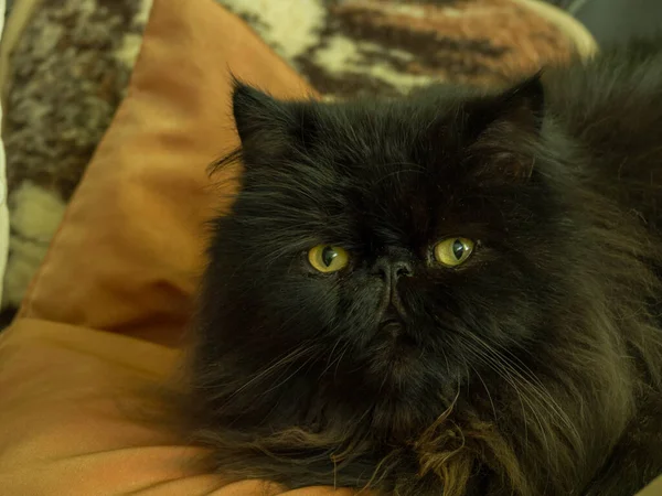 Gato Persa Con Pelo Largo Negro Acostado Entre Almohadas Mirada — Foto de Stock